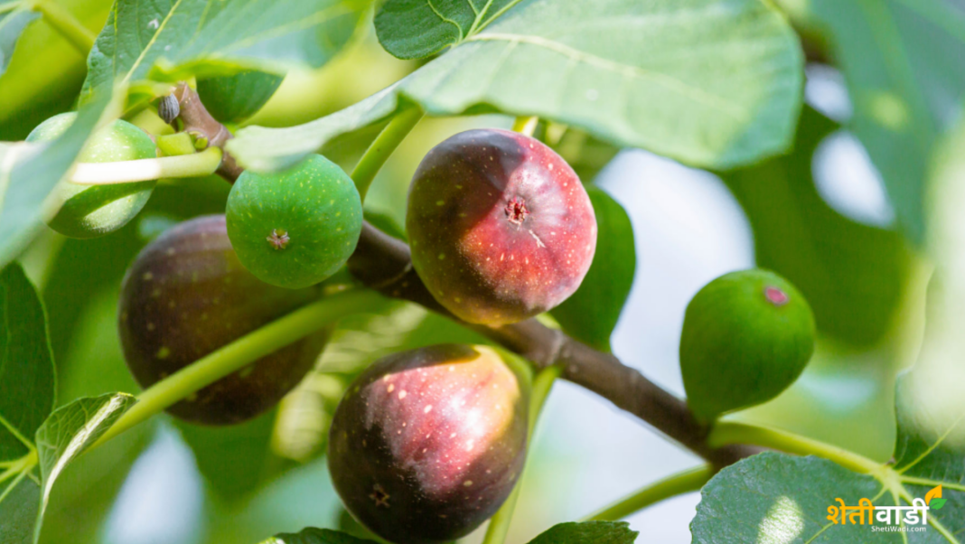 A wild fruit that looks like a fig is beneficial for many diseases